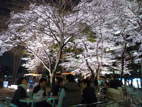 2016年3月中野セントラルパークのお花見